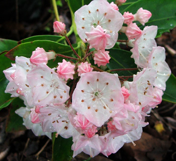  All three shrubs are the same pink. 