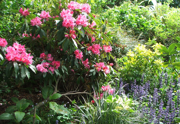  With blue Ajuga and a golden Choisya. 