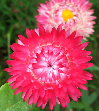 An annual type of Helichrysum. An annual type of Helichrysum.