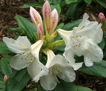  Name unknown, flowers early to mid-season. 