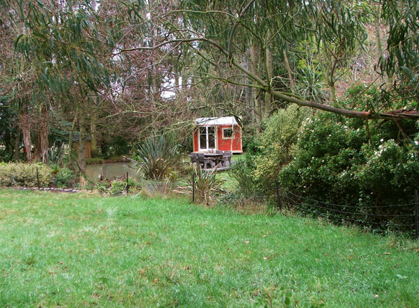  Peeping through the gum tree on the house lawn. 