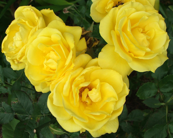  I love yellow roses. 