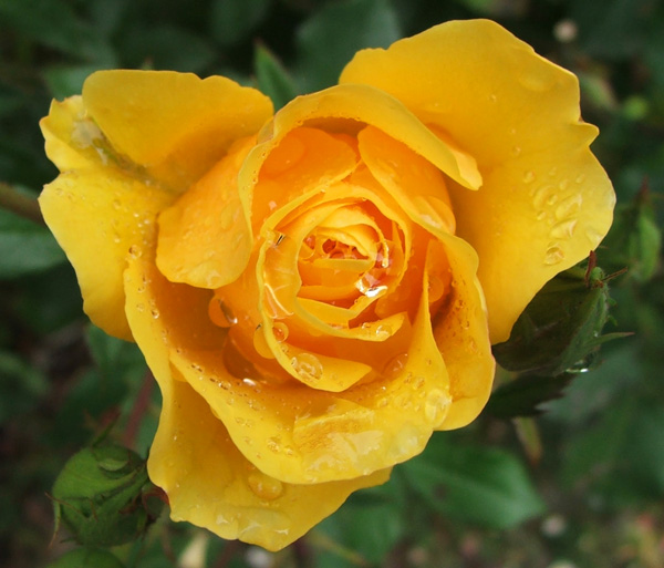  A glowing yellow rose. 