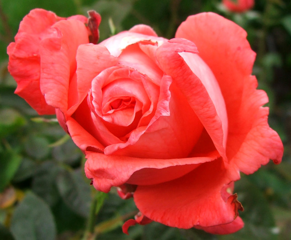  On an orchard rose archway. 