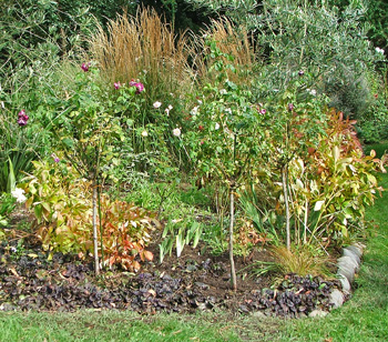 Starting to appear in the peony foliage. Starting to appear in the peony foliage.