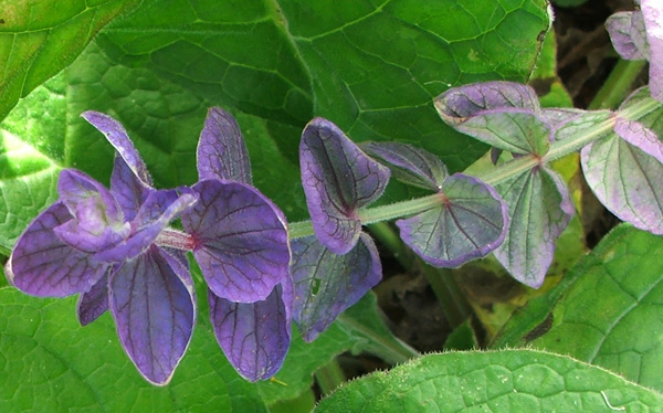  One of the nicest salvias to grow. 