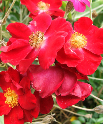  A single red in the Flower Carpet series. 