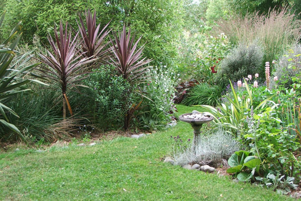  Those red cordylines are growing well! 