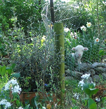  Stu lamb in the garden. 