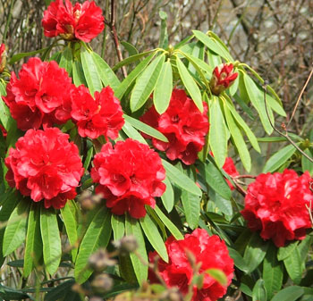  A New Zealand variety called Kaponga. 