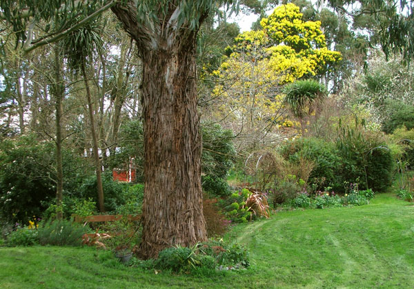  Springtime - the flowering Wattles in the background! 