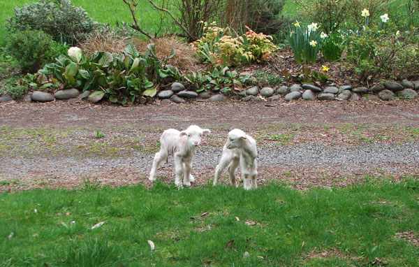  Here we are by the driveway. 