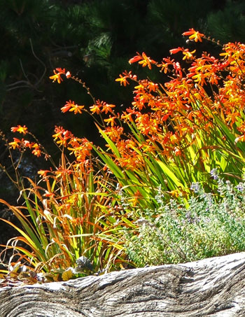  Growing on one of the terraces. 