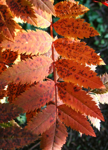  A Sorbus tree, late to drop its leaves. 