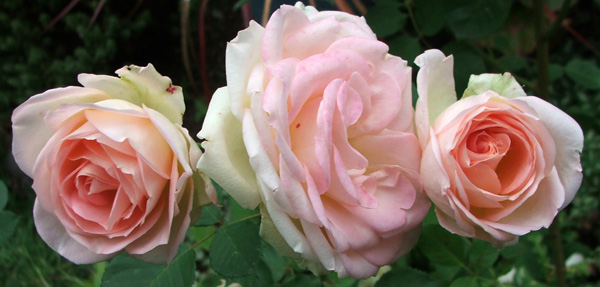  Nancy Steen has the lightest tea rose fragrance. 