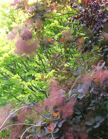  Golden Elm, a purple Cotinus, and a red Prunus. 