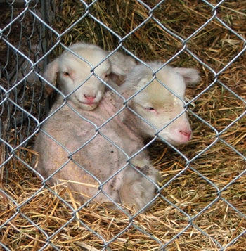  Safe and warm in their lamb creche. 