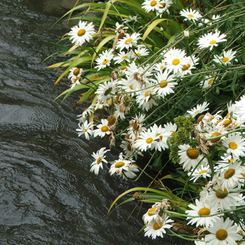  The Shasta daisies are almost finished now. 