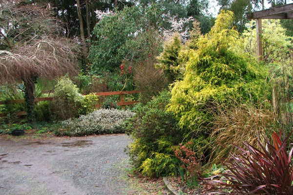  The conifers come alove in winter. 