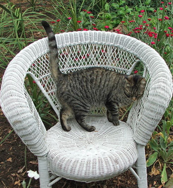  Histeria the tabby on my new white cane chair. 