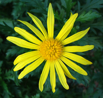  Bright colours for a winter flower. 