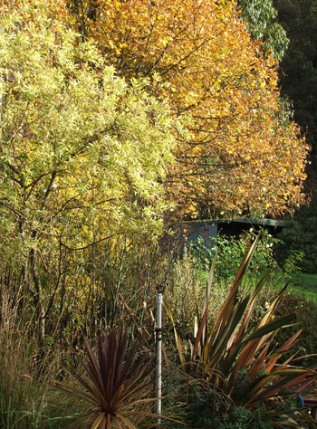  A driveway tree, last to lose its leaves. 