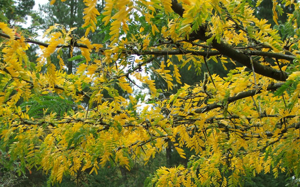  The Locust tree by the driveway. 