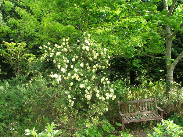  A huge rugosa rose. 