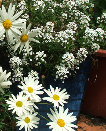  In a patio pot. 