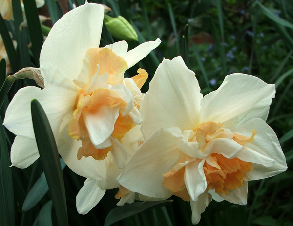  Later flowering. 