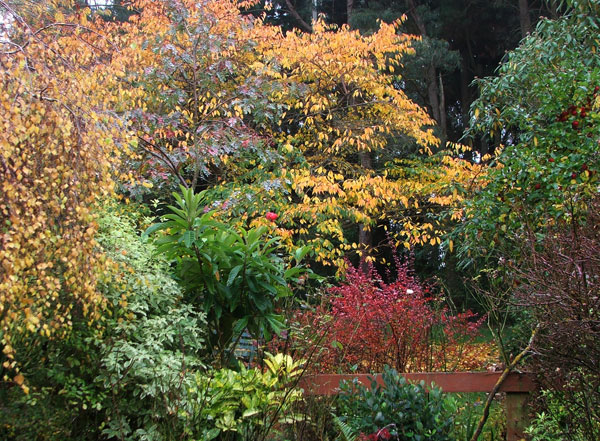  The big prunus trees are starting to colour now. 