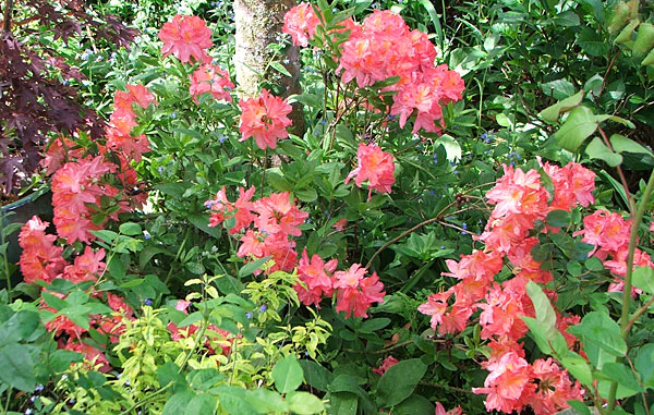  Flowering in the back of the Jelly-Bean Border. 