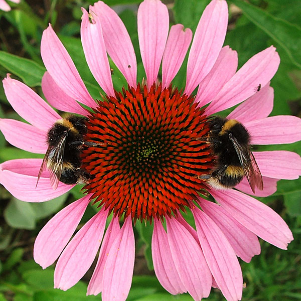 Such beautiful symmetry! Such beautiful symmetry!