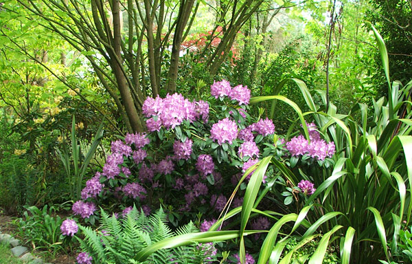  Sensibly planted in the shade. 