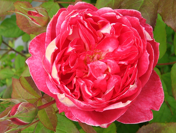  A rose with subtle highlights. 