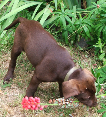  A red lupin flower tastes good... 