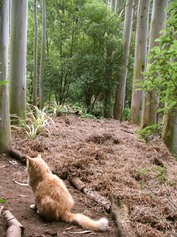  With Fluff-Fluff the cat on the new path. 