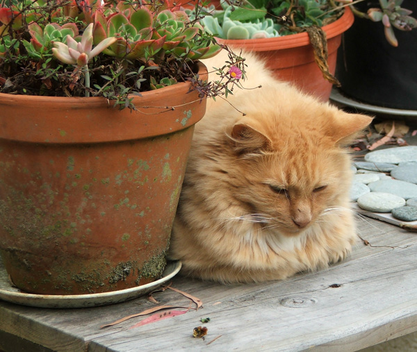  My beautiful fluffy cat. 