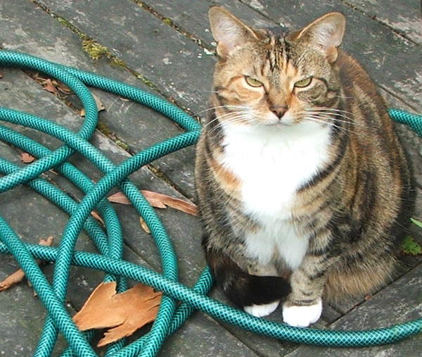  Tiger never usually comes gardening... 