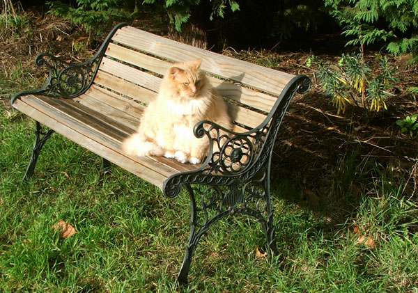  Sitting on the Duck Lawn garden bench supervising... 