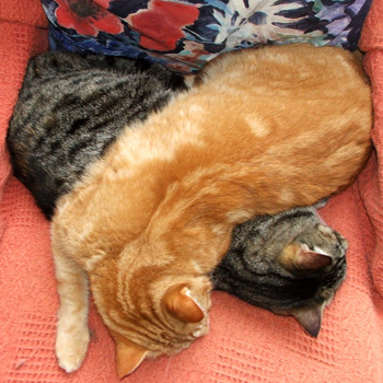  Ginger Percy and tabby Histeria on their sleeping chair. 