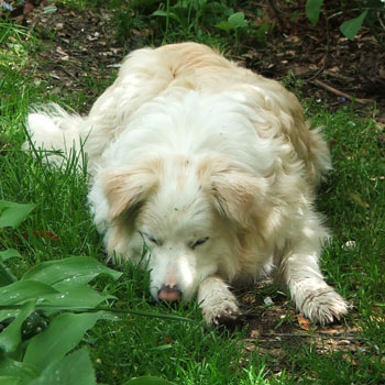  I thought Rusty liked gardening... 