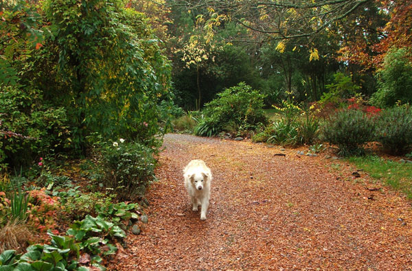  He enjoys going out. He enjoys coming home. Dogs are quite simple, really... 