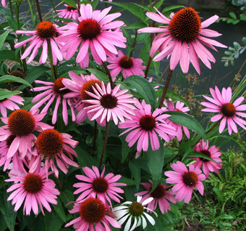  The bees love these flowers. 