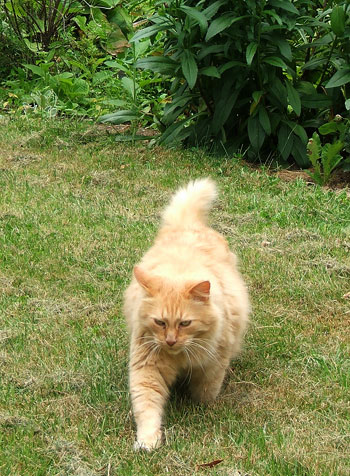  Here he is, my lovely big pale ginger fluffy cat. 