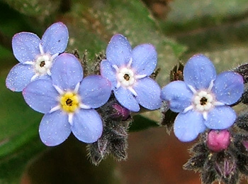  The first wee flowers. 