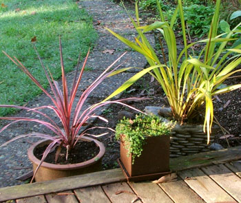  My new pink Cordyline, Thyme, and Yellow Wave Phormium. 