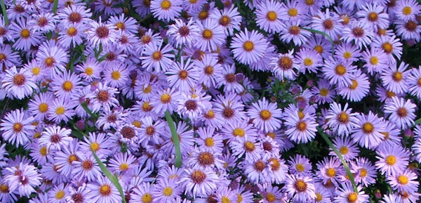 Autumn Aster