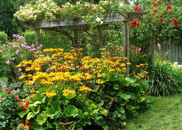  The pergola with Ligularias en masse. 