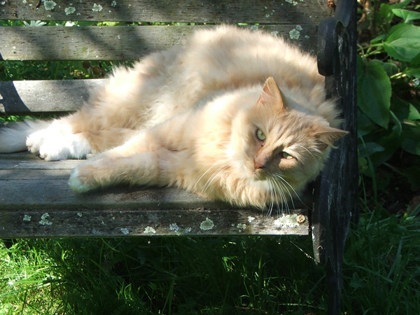  Dear cat - my best gardening cat! 